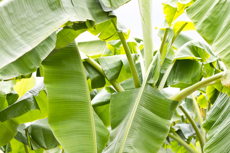 Banana leaves in front of a clear blue sky; photographed in farm thailandの写真素材