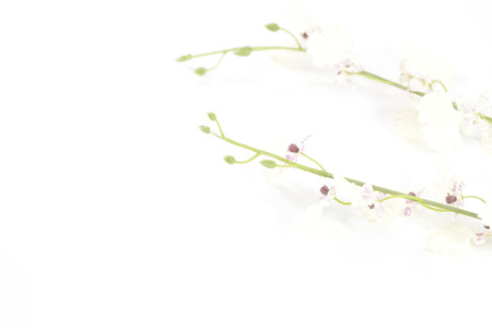 Flowers Isolated  on background.の写真素材