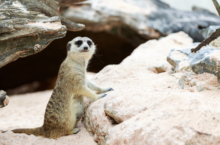Meerkat playing in there home areaの写真素材