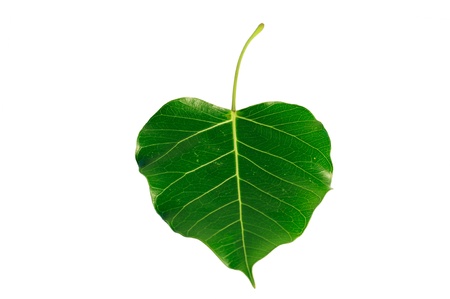 Bodhi or Peepal Leaf from the Bodhi tree, Sacred Tree for Hindus and Buddhistの写真素材