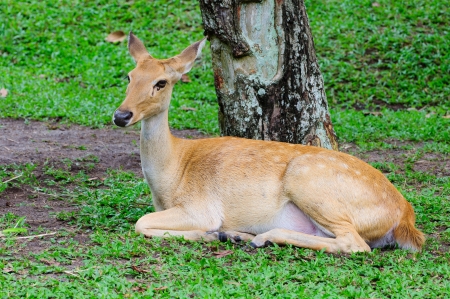 Antelope it is lying  it not hornの写真素材