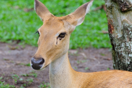 A Antelope it is not hornの写真素材