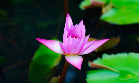 Pink lotus bud and green lotus leafの写真素材