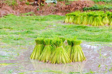 Rice bundle in rice fieldの写真素材