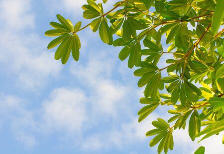 Leaves background With a bright skyの写真素材