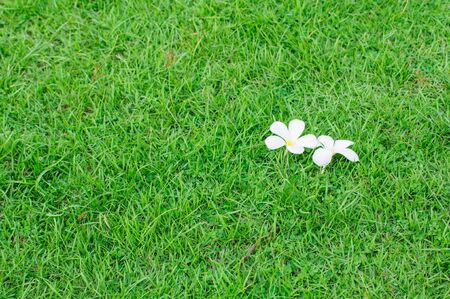 Lan Thom placed flowers on the grass in the background.の写真素材