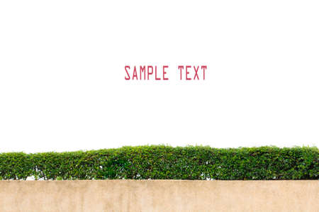 Green grass frame over white backgroundの写真素材