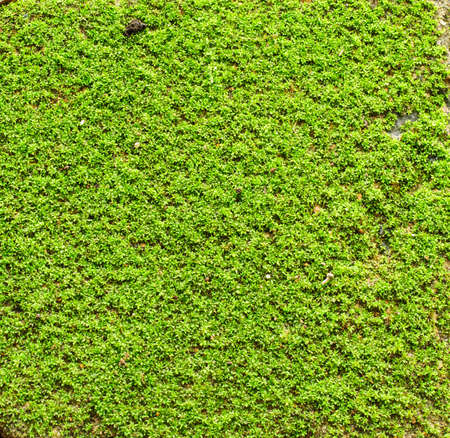 The green grass texture and backgroundの写真素材