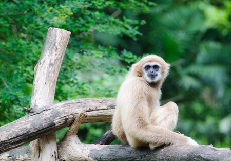 White cheeked gibbon sitting on the treeの写真素材