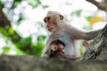 Monkey on a treeLoving mother and daughter