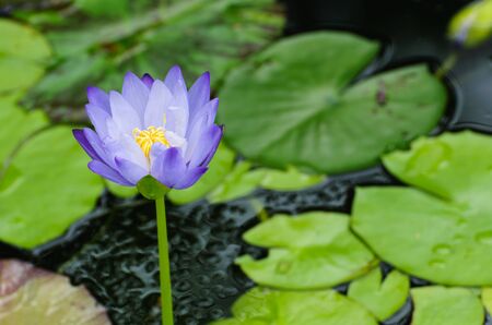 Purple lotus flower blooming at summer.の写真素材