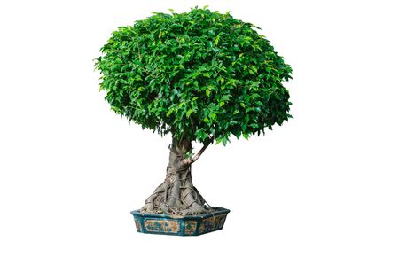 Ornamental plants grown in pots.の写真素材