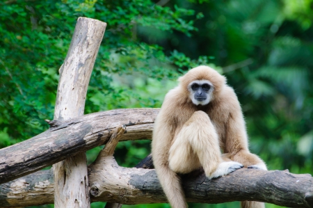 White cheeked gibbon sitting on the treeの写真素材