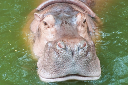 Hippopotamus in waterの写真素材