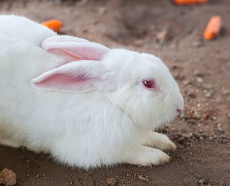 White Rabbit and eye red lying on the groundの写真素材