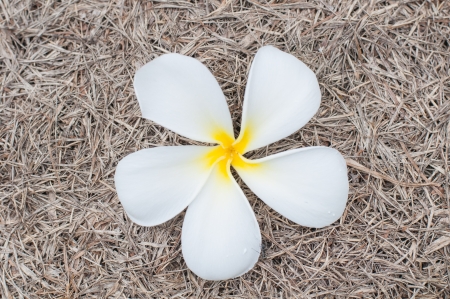 Frangipani flowers unde a tree Frangipani on grassの写真素材