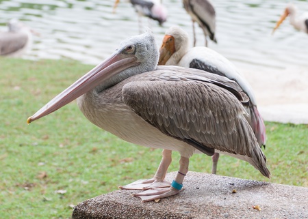 Kabbaw bird Portrait animal rights of Thailandの写真素材