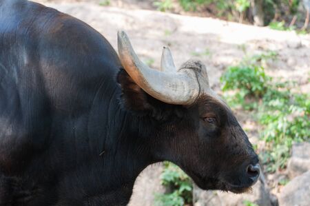 Black bison in Khao Kheow Open Zoo Thailandの写真素材