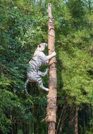 White tiger climbing trees show of Thailandの写真素材
