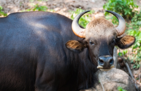 Black bison in Khao Kheow Thailandの写真素材