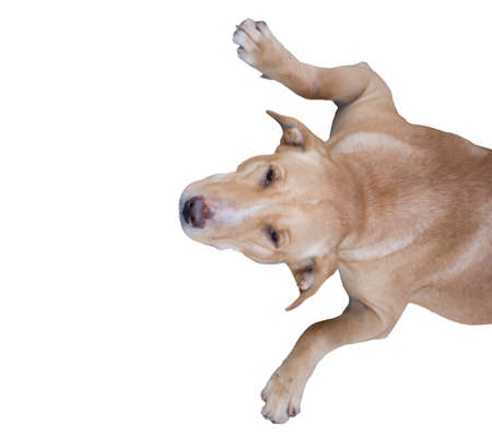 Clever golden dog brown color and Intelligentの写真素材