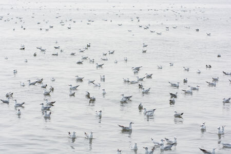 Flocks of Seagull on water, at Bangpoo of Thailandの写真素材