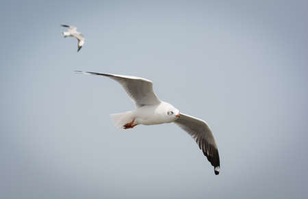 Flying Seagull over water, at Bangpoo of Thailandの写真素材