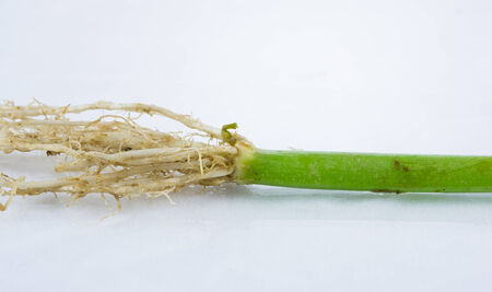 Morning Glory root on the white backgroundの写真素材