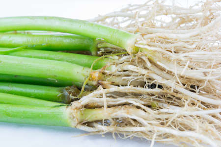 Morning Glory root on the white background
