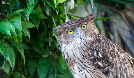 close up of an owl be cuteの写真素材