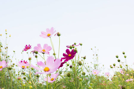 pink flower on white sky の写真素材