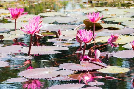 Pink lotus blossoms on water flowers blooming in pondの写真素材