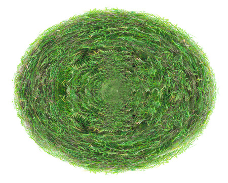 Rectangle green grass texture on over white backgroundの写真素材