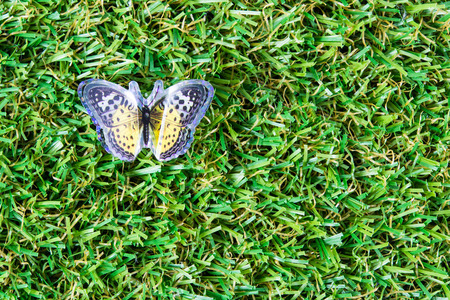 Beautiful butterfly on green grass a backgroundの写真素材