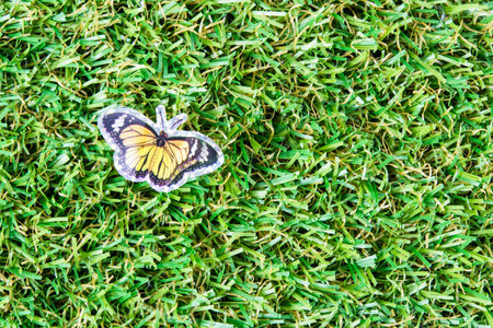 Beautiful butterfly on green grass a backgroundの写真素材