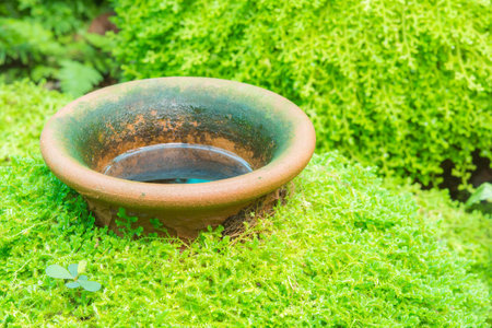 Green moss covered jar in nature park