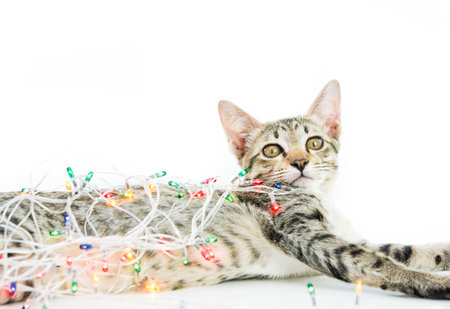 A cat bind wire lights for christmas on over white backgroundの写真素材