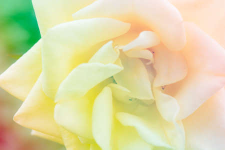 Closeup beautiful macro yellow rose in gardenの写真素材