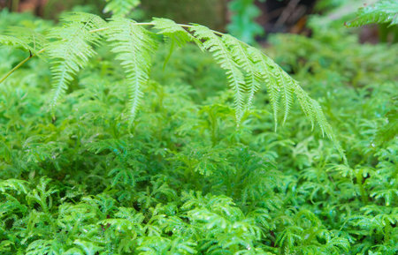 beautiful green moss texture on a backgroundの写真素材