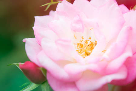 Closeup beautiful macro pink rose in gardenの写真素材