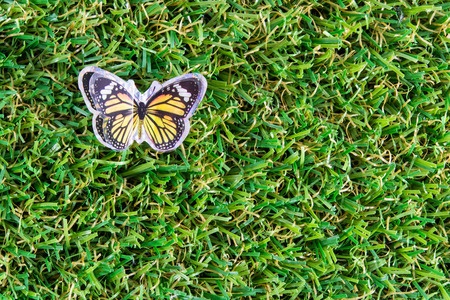 Beautiful butterfly on green grass a backgroundの写真素材