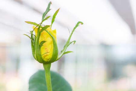 Closeup beautiful macro yellow rose in gardenの写真素材