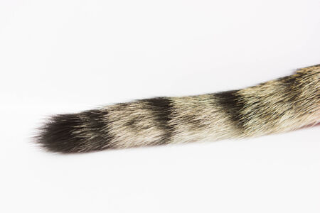 tail of cat isolate on over white backgroundの写真素材