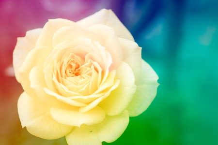 Closeup beautiful macro yellow rose in gardenの写真素材