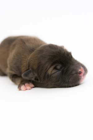 One day for newborn pup isolate on white backgroundの写真素材