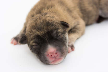 One day for newborn pup isolate on white backgroundの写真素材