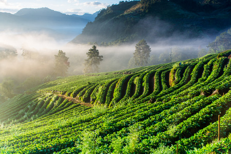 Misty morning sunrise in strawberry garden at doi angkhang mountain, chiangmai of Thailandの写真素材