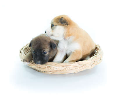 Puppy in a wicker basket isolated on over white backgroundの写真素材