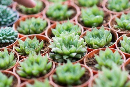 Arrangement miniature green succulent plantsの写真素材