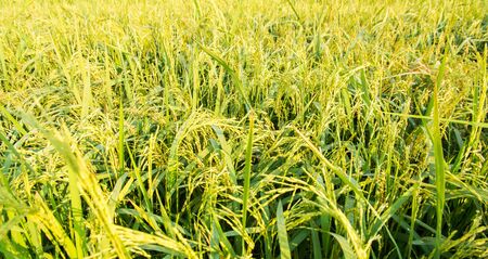 Close up green rice field of Thailandの写真素材